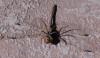 Sympetrum sp.